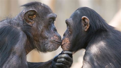 do apes kiss|do chimpanzees kiss.